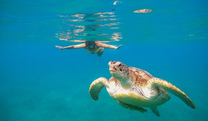 Akumal: Arrecife y Tortugas — foto 2