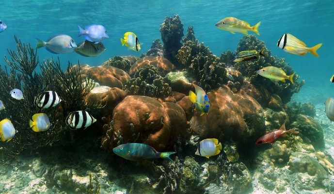 Akumal: Arrecife y Tortugas