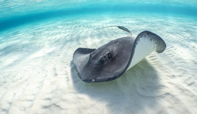 Akumal: Arrecife y Tortugas — foto 3