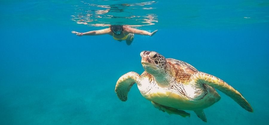 Cenotes y Tortugas