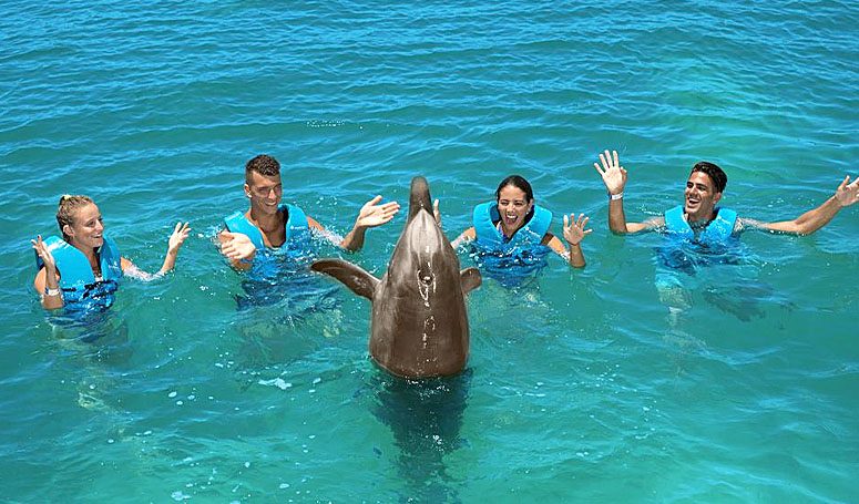 Nado con Delfines — foto 3