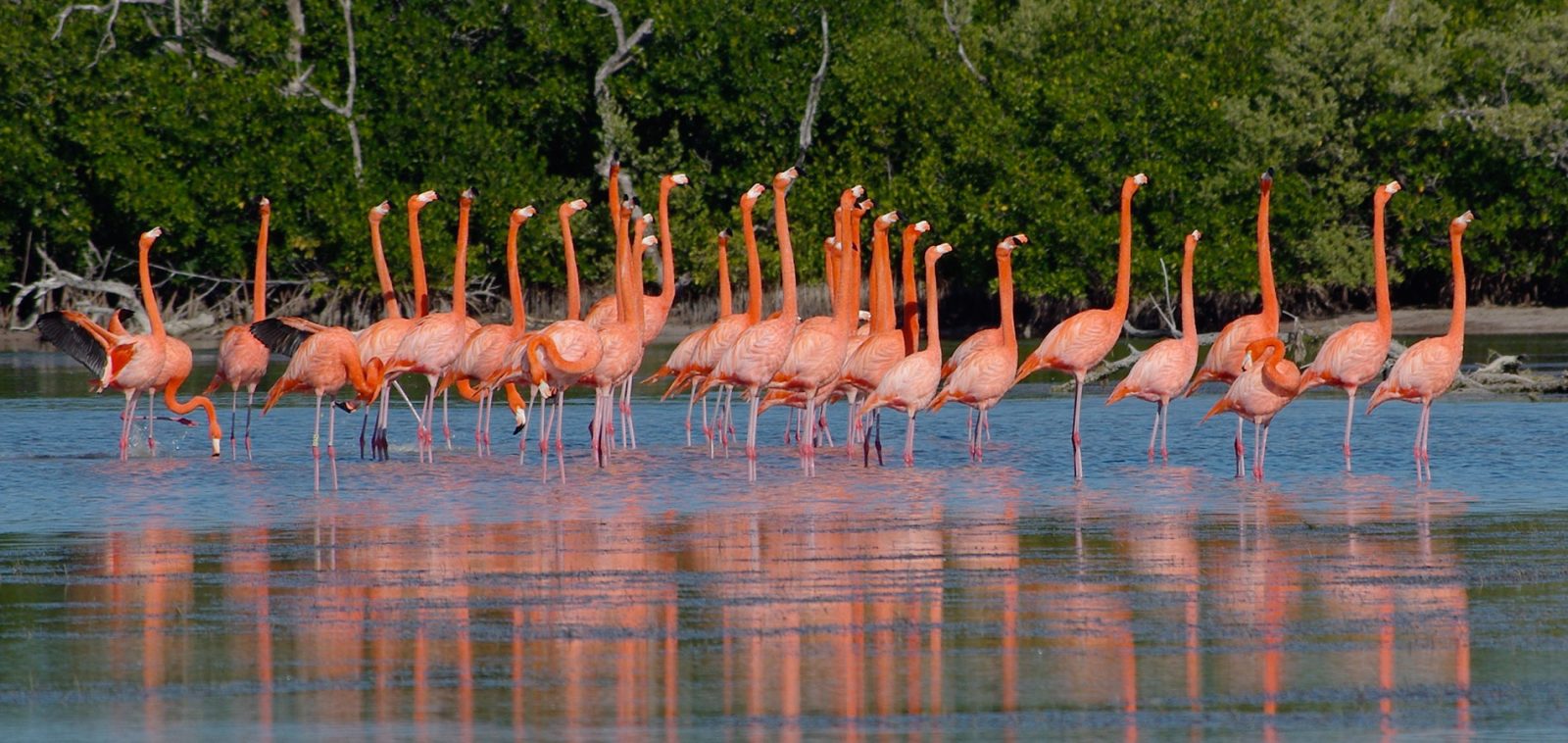 Río Lagartos y Las Coloradas — foto 3