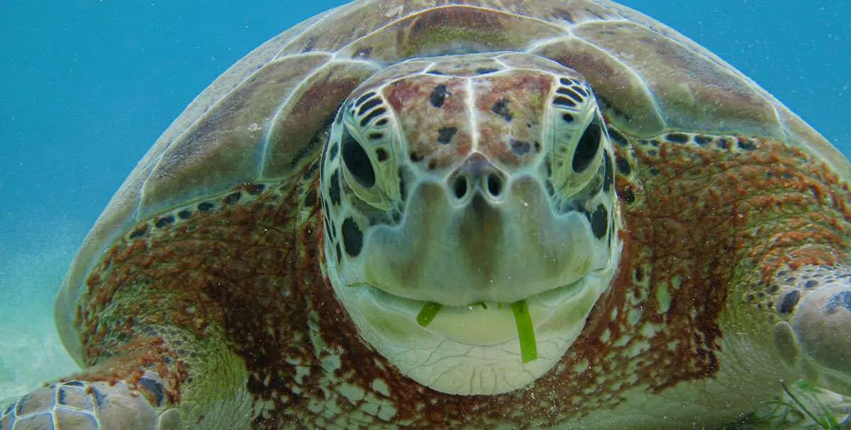 Snorkel Discovery: Tortugas y Cenote