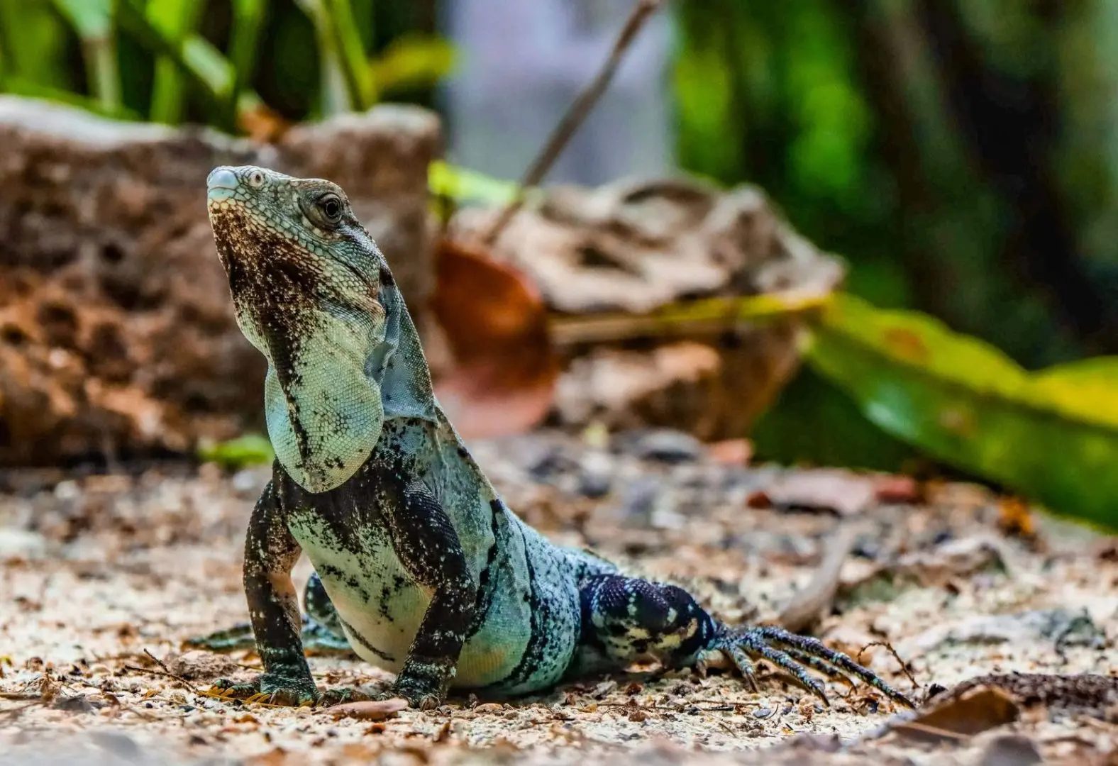 Snorkel Discovery: Tortugas y Cenote — foto 2