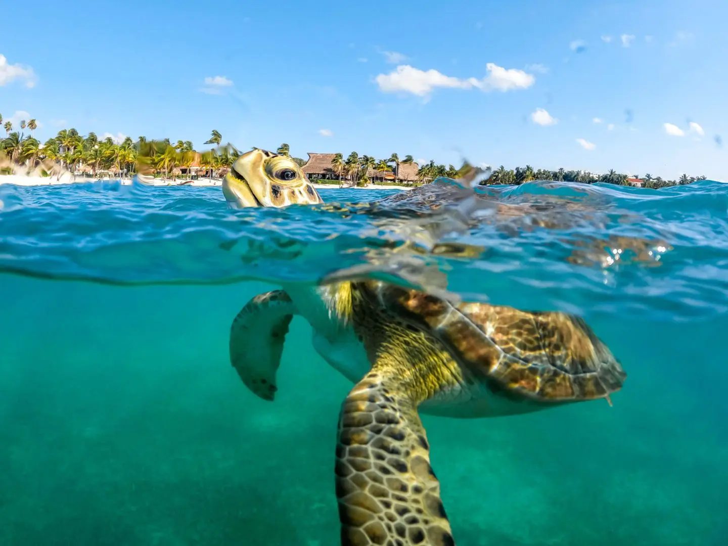 Tulum, Akumal y Cenote